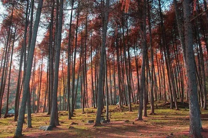 1699331043169545.jpeg mmexport9e8381a02afa3e9c399a3df65fe5a30f_1699329.jpeg