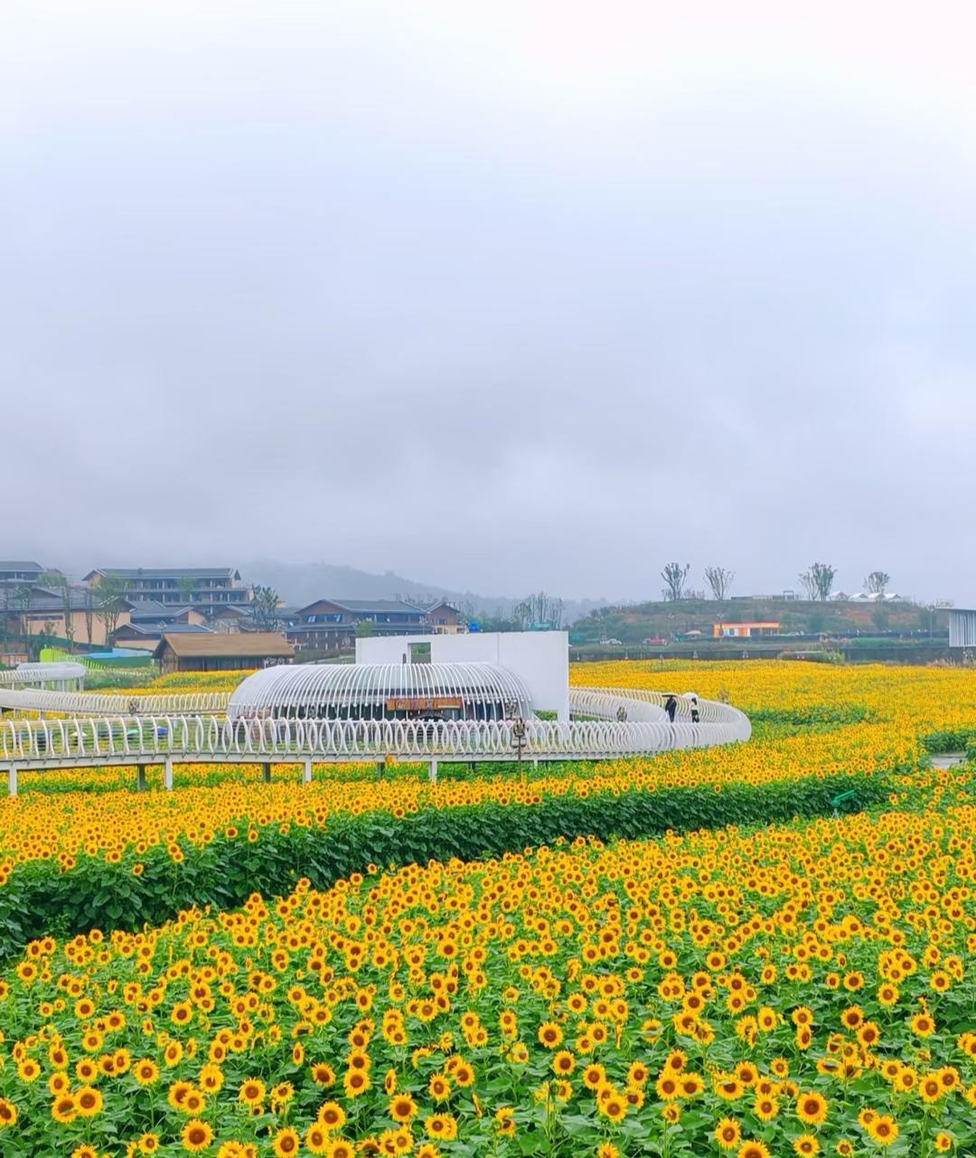 1761445352166576.jpg mmexporte790ae11236acc7742cef3da286d20e7_1761444695994_edit_1541142502368.jpg