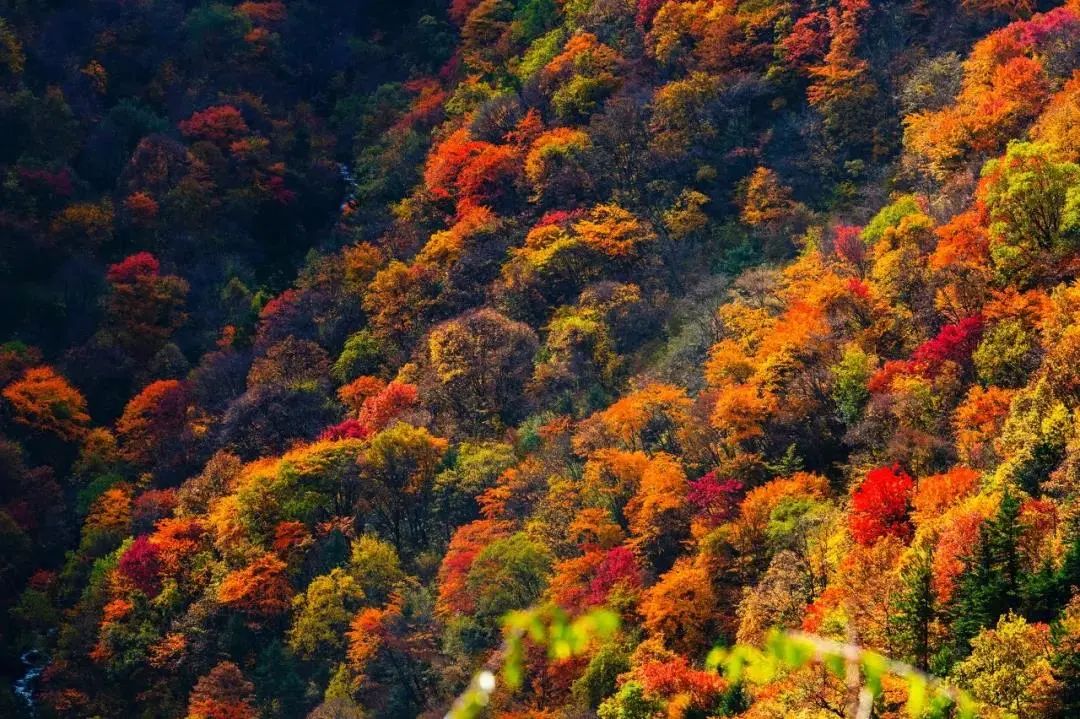 1762661281119946.jpeg mmexportfb6919e62145493030325714ea49e236_1762661252726.jpeg