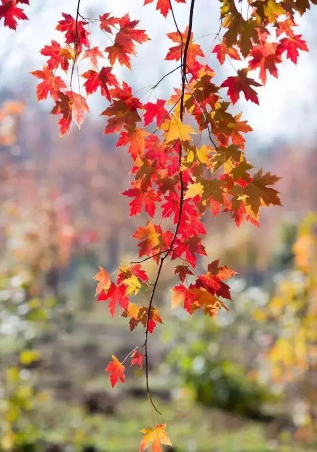 image_1791766064663.jpg