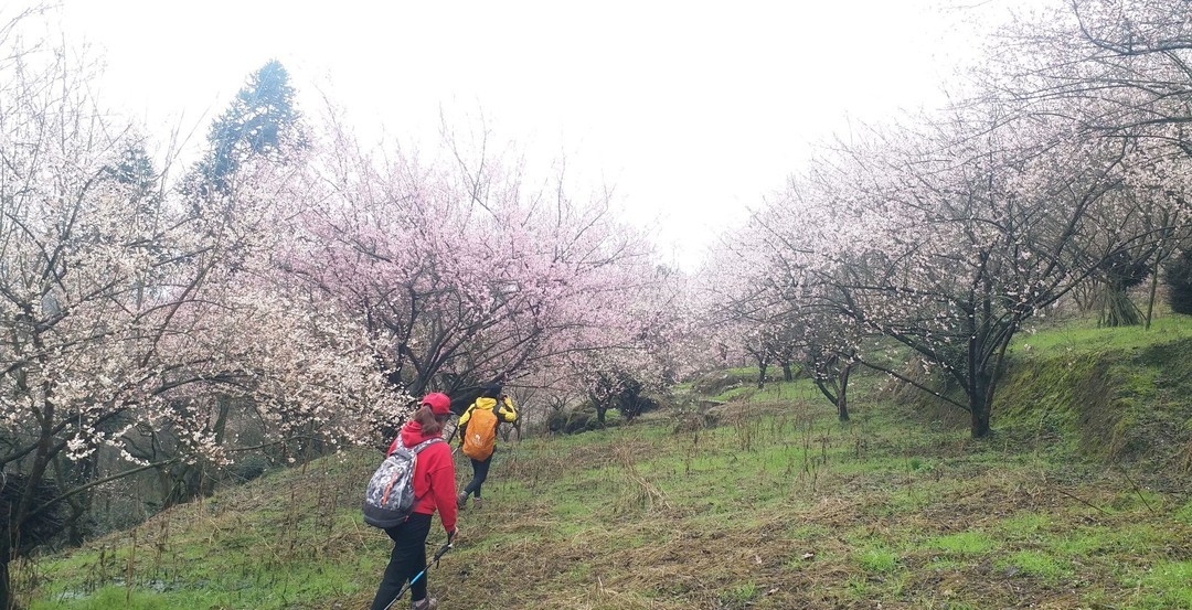 ��������1��24�գ��������ڻ���ͽ����Խ�쳵�¡���ǧĶ÷��