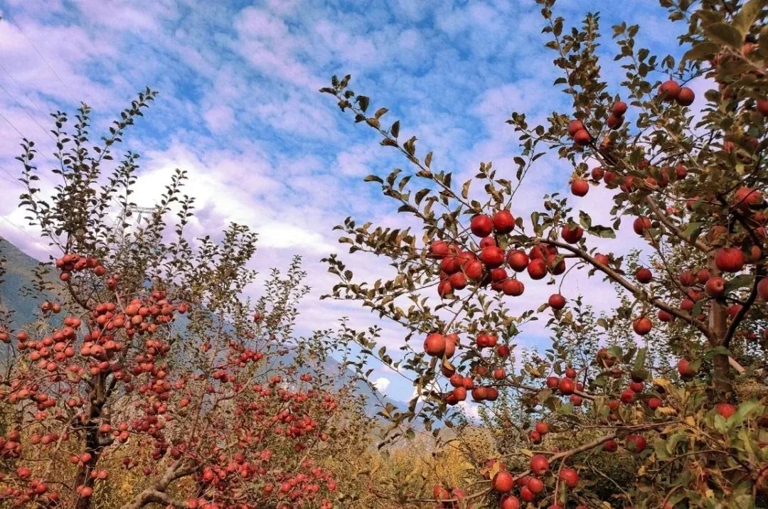 狼行天下11月5日(周三)漫步茂县高山草甸-采摘糖心苹果