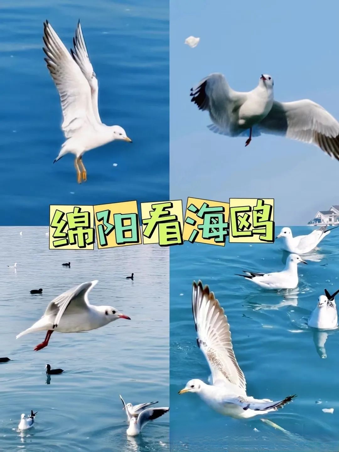 狼行天下12月17日(周三)绵阳圣水寺+三江半岛看海鸥