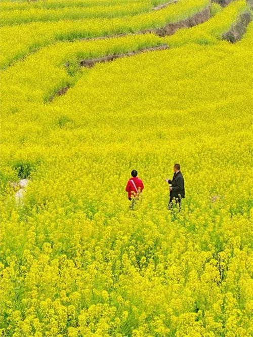 ��������1��28�š�29���ײ������ж��Ͳ˻�������2026��һ����ˮӯӯ��ɽɫ������Ʒ����ɽ��ʳ