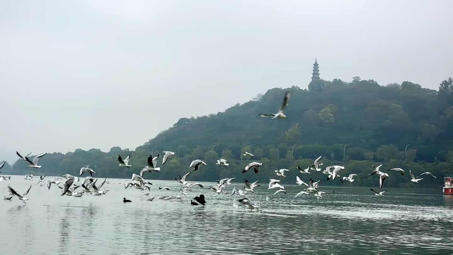 狼行天下12月20日(周六)绵阳圣水寺+三江半岛看海鸥