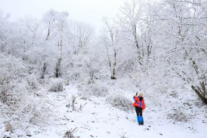 狼行天下1月31日(周六)穿越天台山 赏雪松、打雪仗、堆雪人