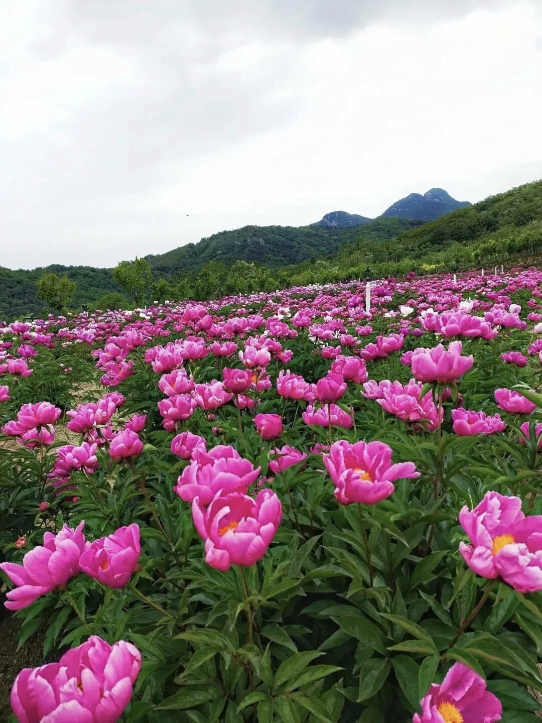 ��������4��23�գ����ģ���ƷС����ˮ������Ķ��ҩ������ǧ�������ҩ��������