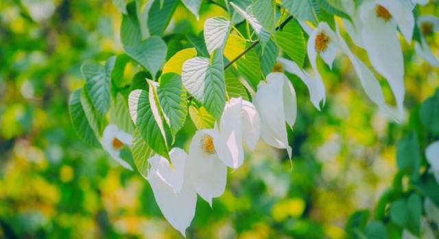 ��������4��25�գ���������Ѱ�����ŵ������㼣���͸��ӻ�