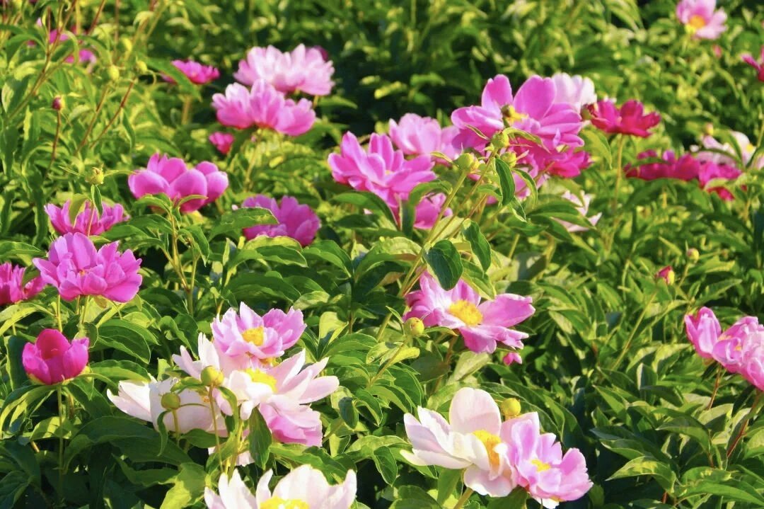 ��������4��26�գ����죩��ƷС����ˮ������Ķ��ҩ������ǧ�������ҩ��������